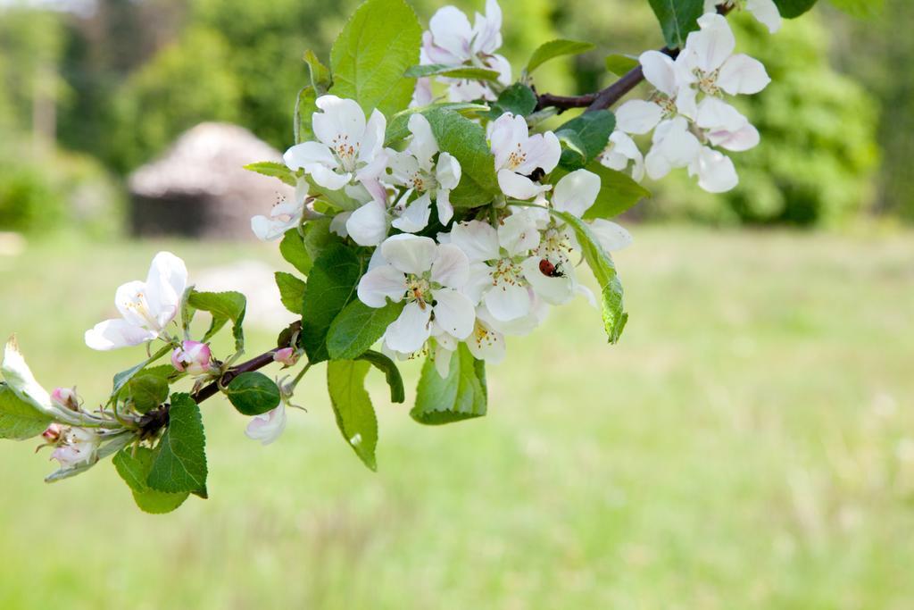 Adami Country Guesthouse Vainupea Dış mekan fotoğraf