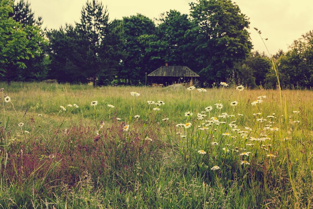 Adami Country Guesthouse Vainupea Dış mekan fotoğraf