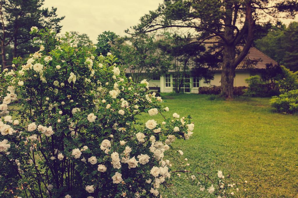 Adami Country Guesthouse Vainupea Dış mekan fotoğraf